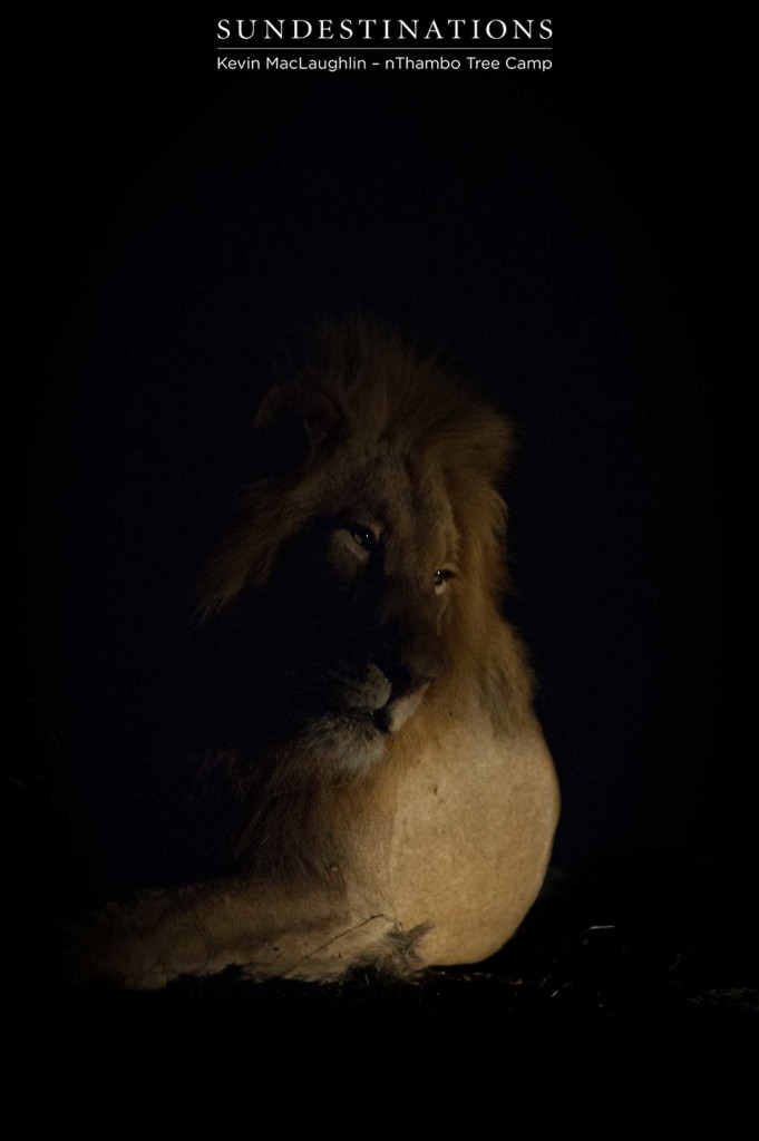 King of beasts, king of the night