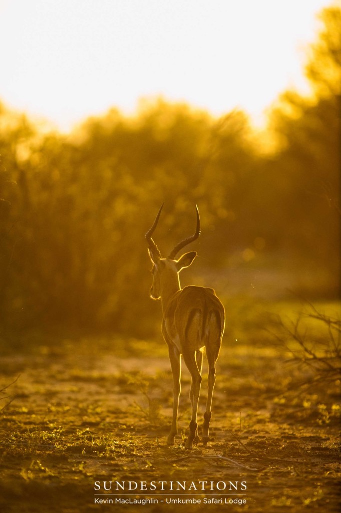 An impala ram strolls into the sunset, bathed in golden light
