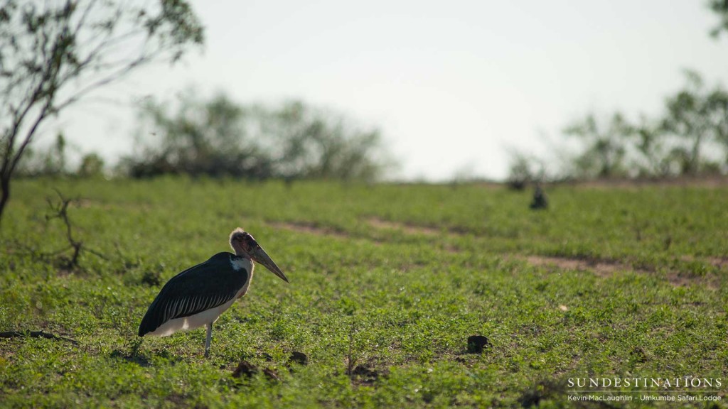 A marabou stork on a rolling lawn of new summer green