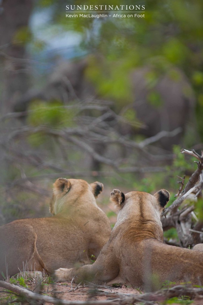 The Ross Breakaway lionesses lie and wait, watching the elephants as they huddled around the stillborn calf