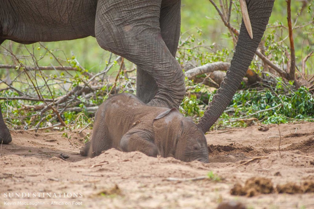 The mother elephant tries in vain to coax her stillborn calf to life