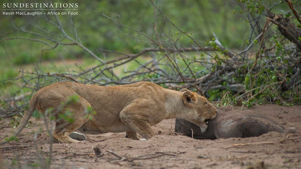One lioness tries her luck at getting at the carcass while the elephants were distracted