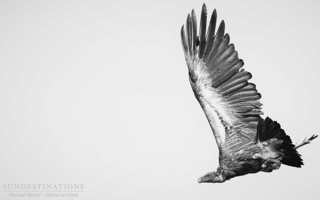 A white-backed vulture poses elegantly in the air as it takes off in wide-winged flight