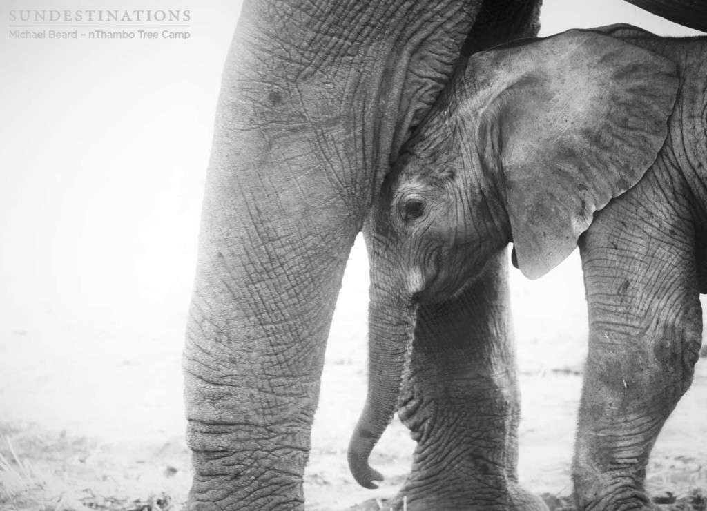 Not an hour old; a newborn elephant keeps close to his mother as he adjusts to his new, wide world
