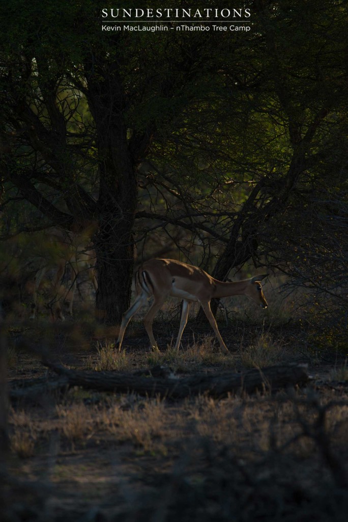 An impala treads lightly between the beams of light that set the grass aglow