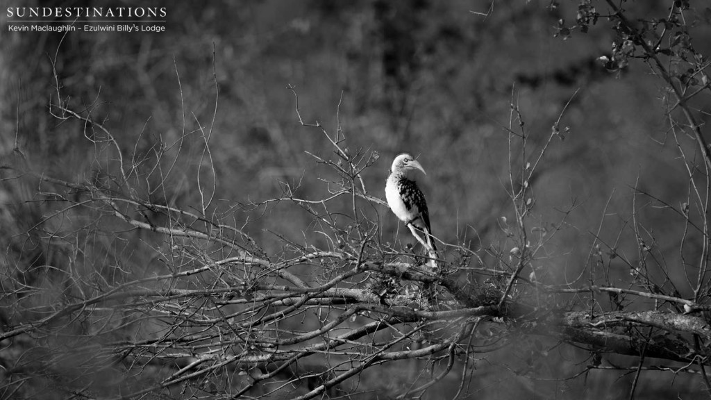 A red-billed hornbill in black and white