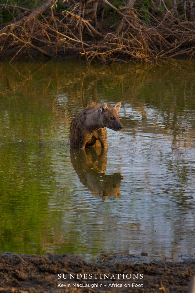 A hyena breaks from swimming and absorbs the golden light of the late afternoon sun