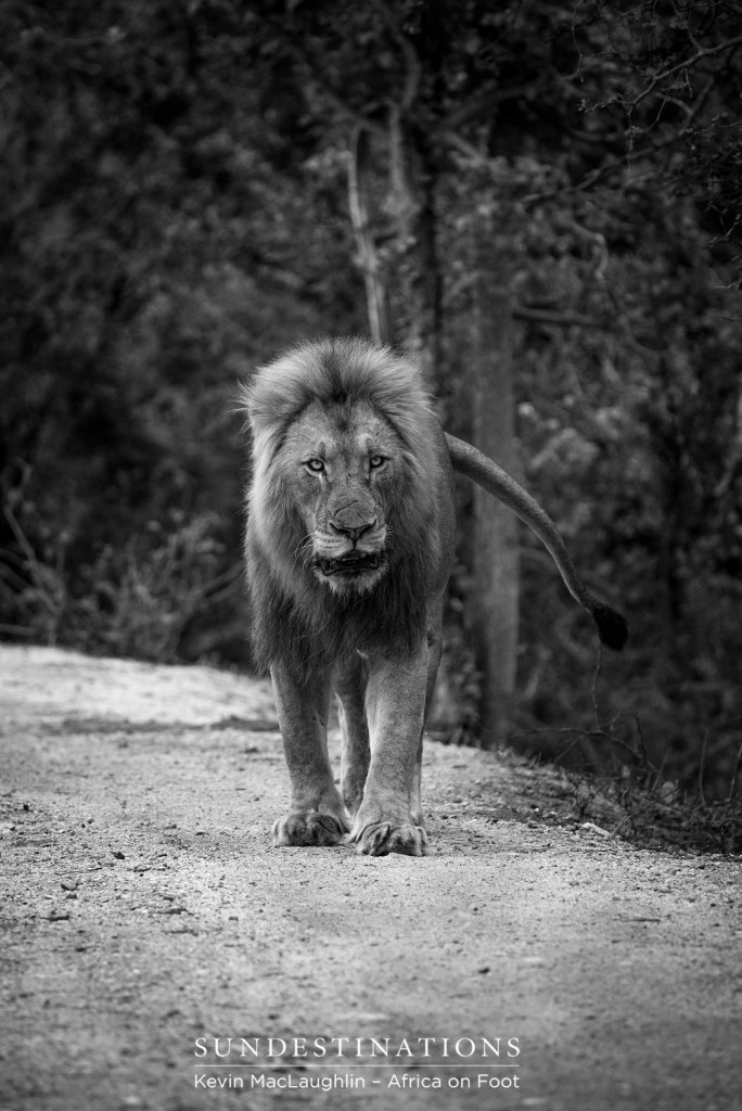 On the receiving end of a Mapoza lion headed in our direction - what a breath-taking and nerve-wracking moment in time