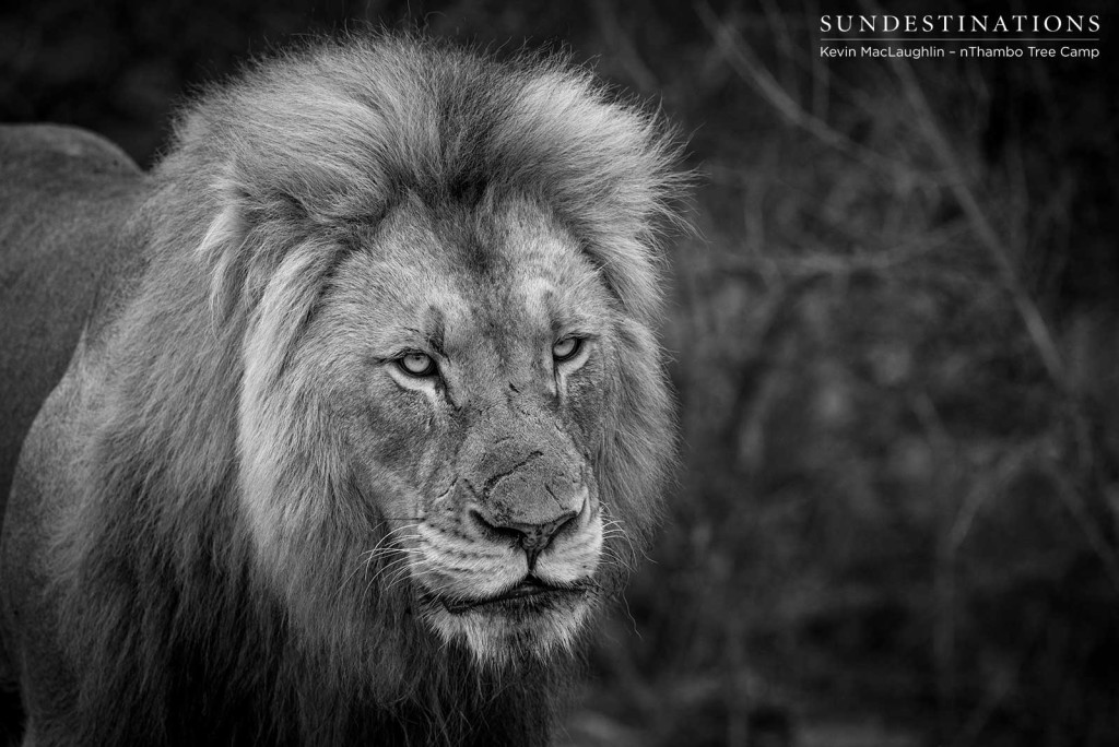Mapoza male lion wears his battle scars with clear confidence, as he patrols what was once Trilogy territory