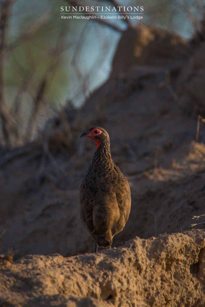 A Swainson's spurfowl pauses, alert, and gives the sleeping lions an over-the-shoulder wary look
