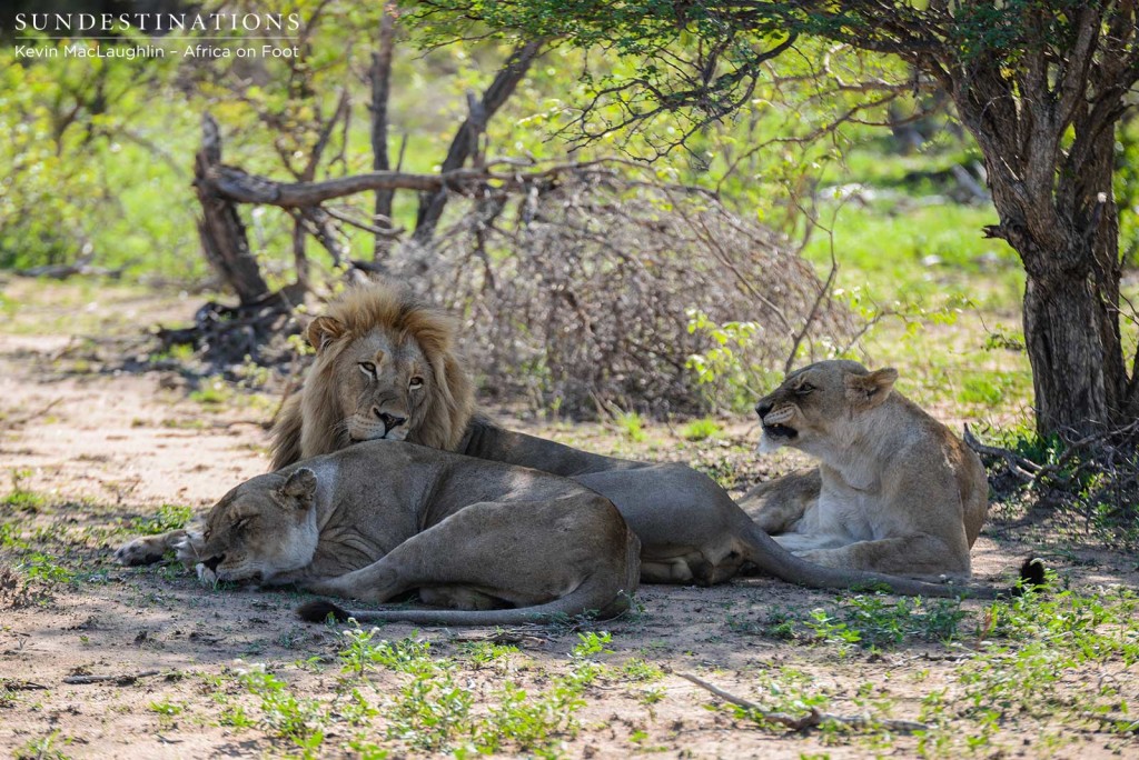 Breakaway lionesses and Mapoza male relaxing in the morning before they made the buffalo kill