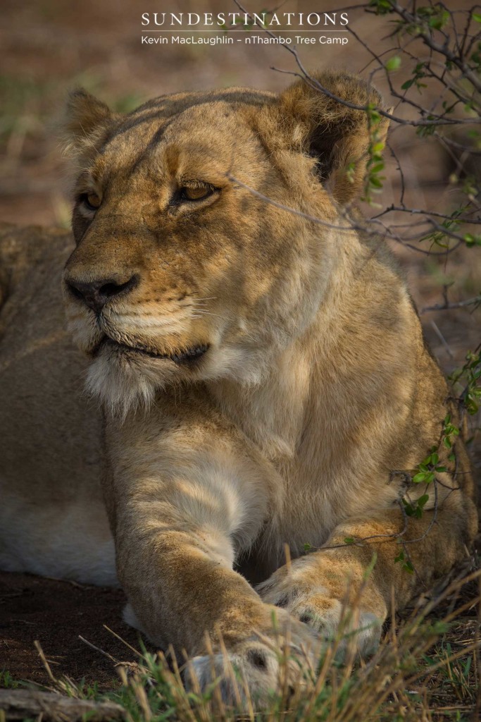 Ross Breakaway lioness resting in the heat of the afternoon