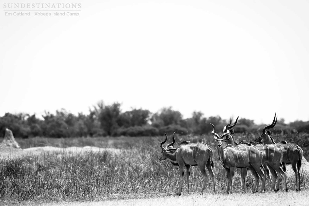 Kudu bulls staying close as they move through the open in Moremi Game Reserve