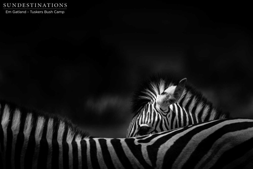 Optical illusions in the mass migration of zebras through Botswana