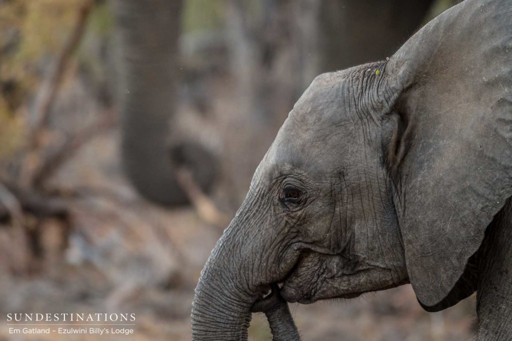 Inquisitive young elephant playfully puts her own trunk in her mouth as she mills among her feeding herd members
