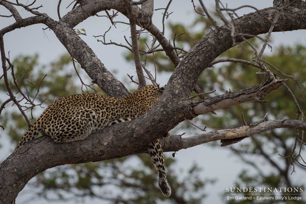 The depiction of a lazy leopard: this cat couldn't give us the time of day for a photograph, so we settled for backside.