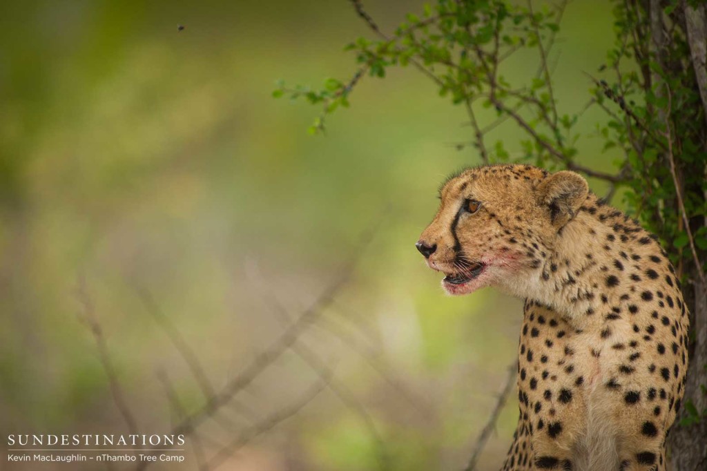 One of those spectacular moments in time with one of Africa's rarest cats