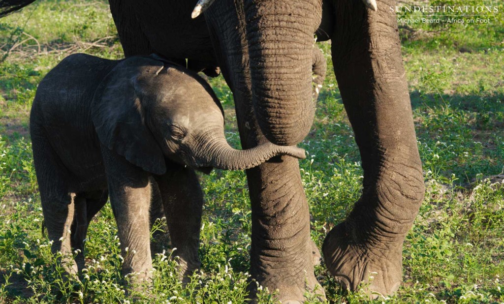 A baby elephant rests his trunk against his mother's knee, in search of reassurance