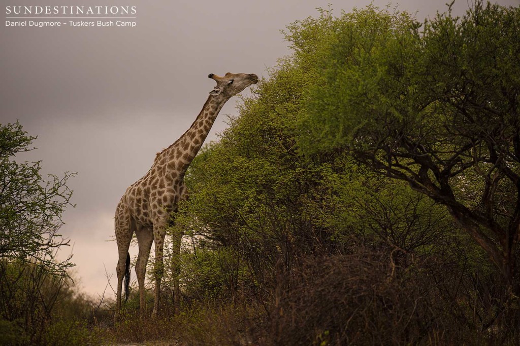 A giraffe bull determinedly reaches for the uppermost succulent leaves, as a storm cloud lurks in the background