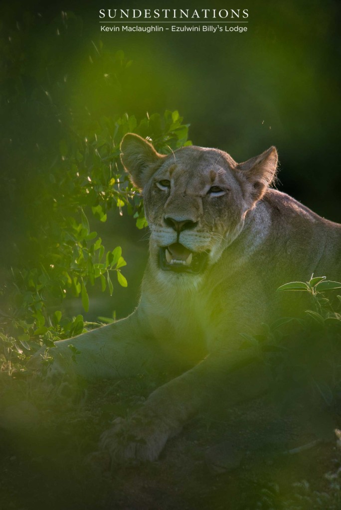 A lioness is awash with shades of emerald green and her ears are illuminated by the evening's gentle sun