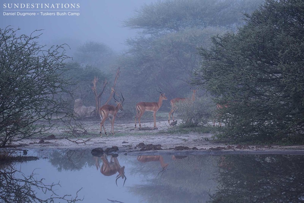 A misty morning after the rains fills the air with danger, as the impalas lose their ability to see stalking predators