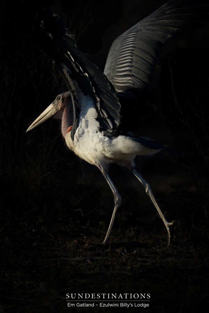 A marabou stork launches itself in one grand swoop
