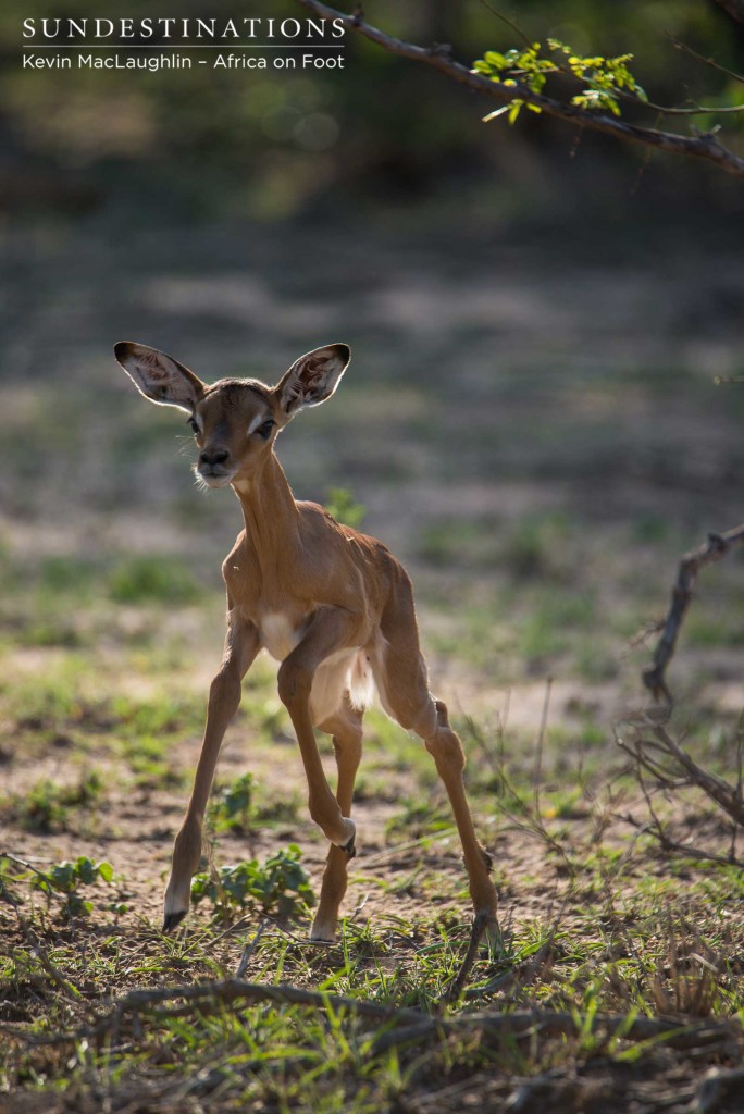 Staggering into a gallop, this brand new impala lamb takes off on its wobbly new legs