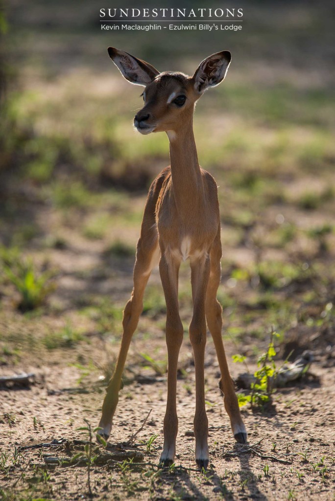 The Kruger's cutest creatures are being spotted all over the place; the impala lambs teetering atop gangly legs