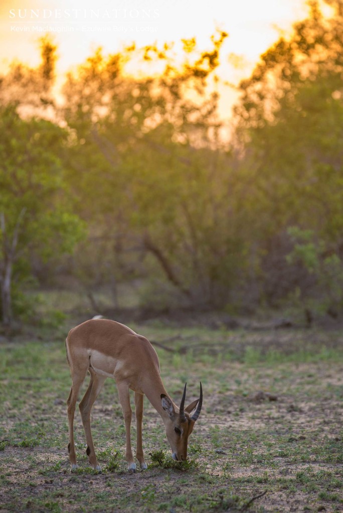 A lone impala ram grazes on a tuft of succulent greens as the sun sets, amber, in the background