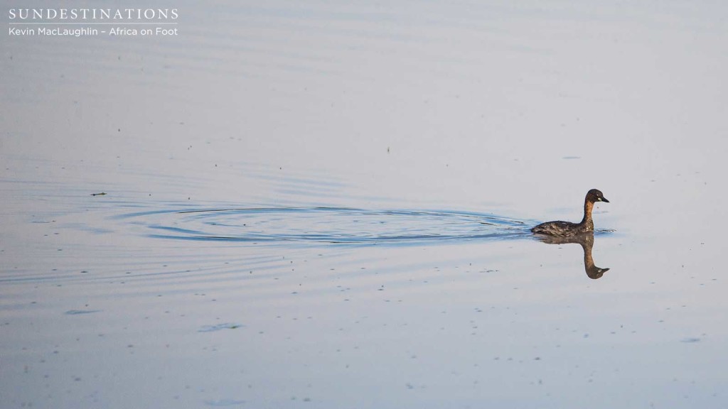 A little grebe propels itself through open water