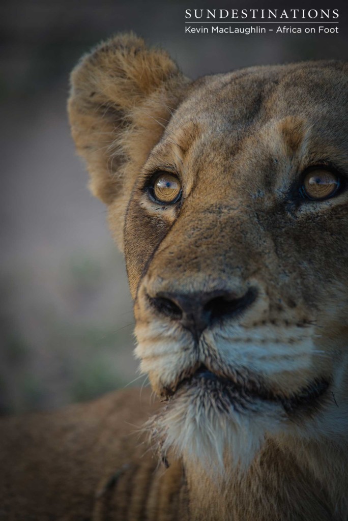 A liquid stare from the eyes of a Breakaway lioness