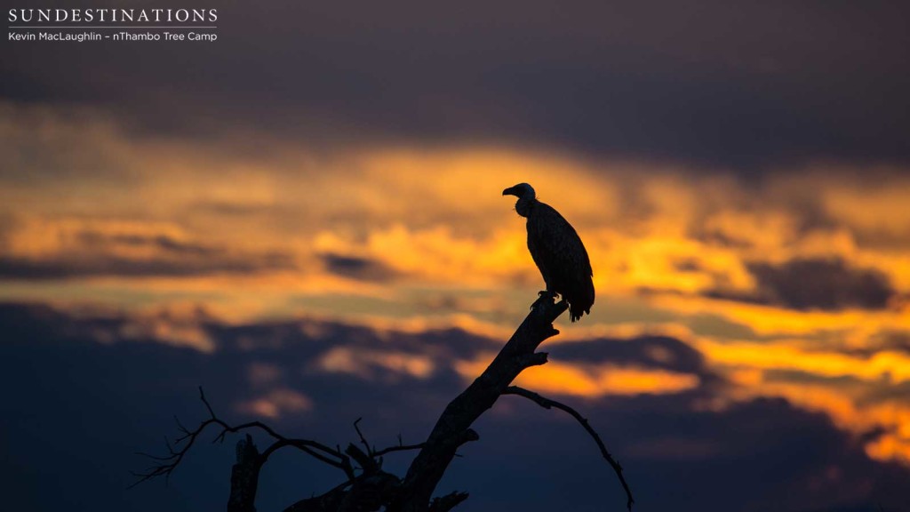 A fiery sunset emphasises the silhouette of a white-backed vulture