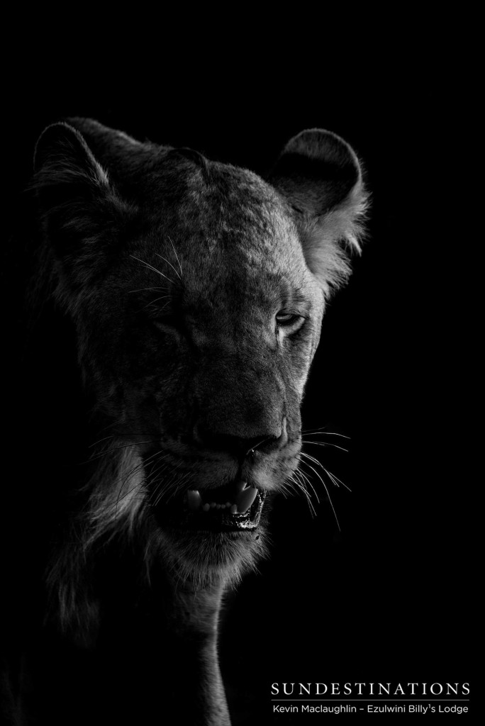 A silver lining glows around the face of a young male lion from Duma's Pride