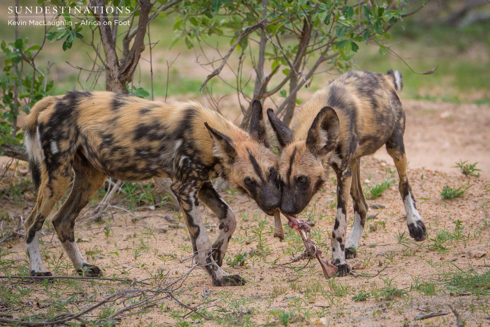 Wild Dogs & Pups Make a Kill at nThambo wild dogs pups make a kill at nthambo