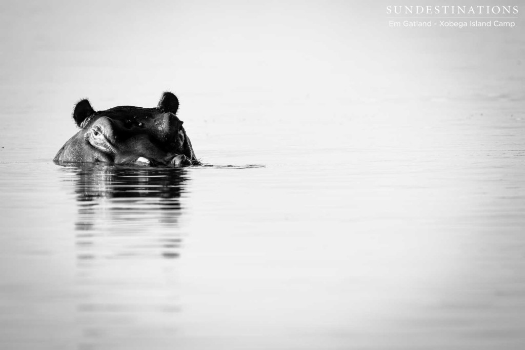 A hippo emerges to check up on his surroundings before submerging once more and occupying the river bed