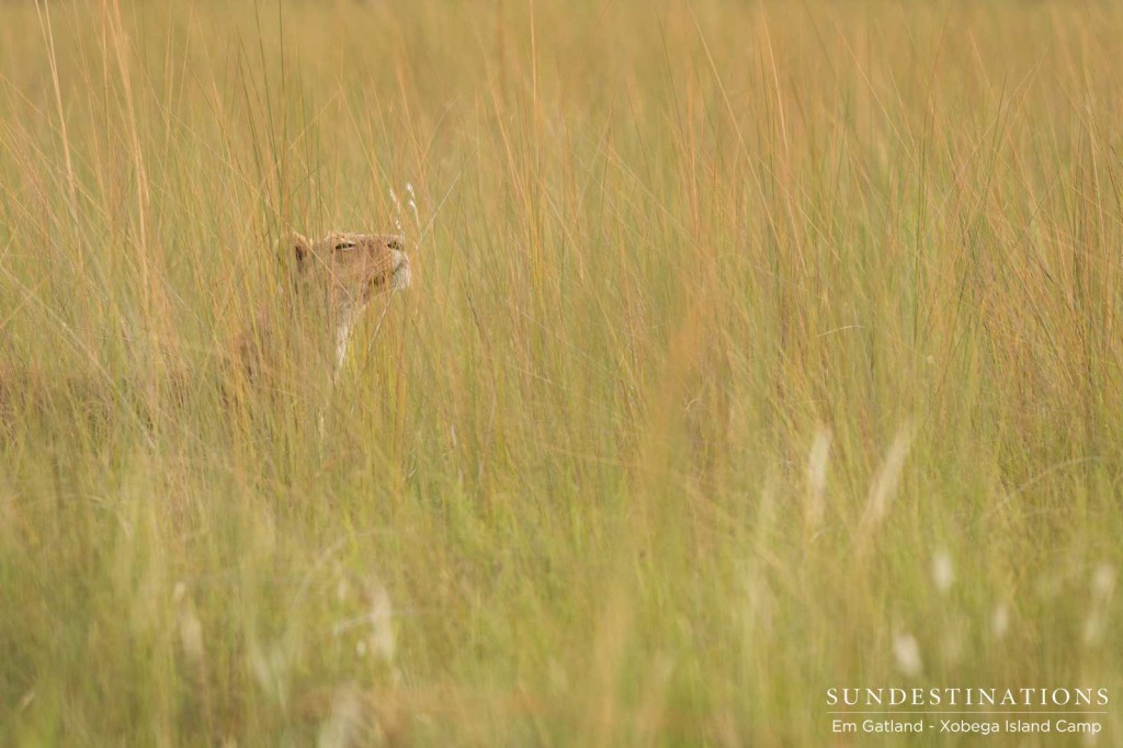 A lioness is camouflaged in the tall, golden grasses of the Moremi wetlands