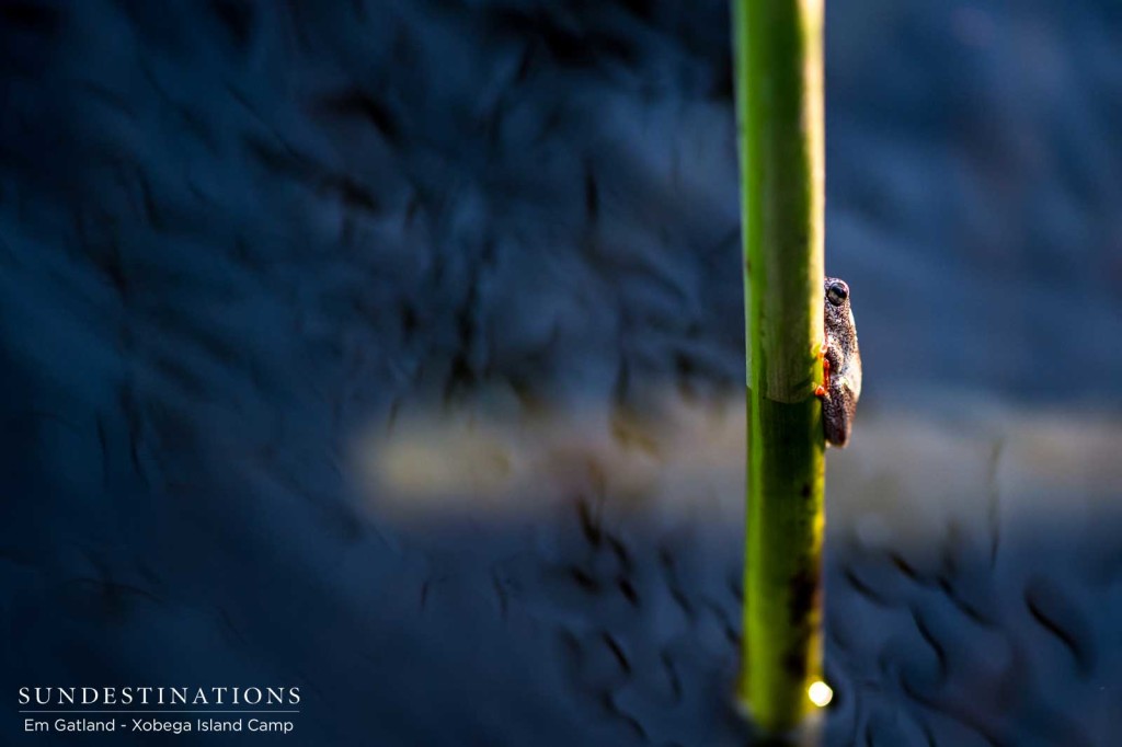 A painted reed frog clings to its perch as the Delta waters rush passed 
