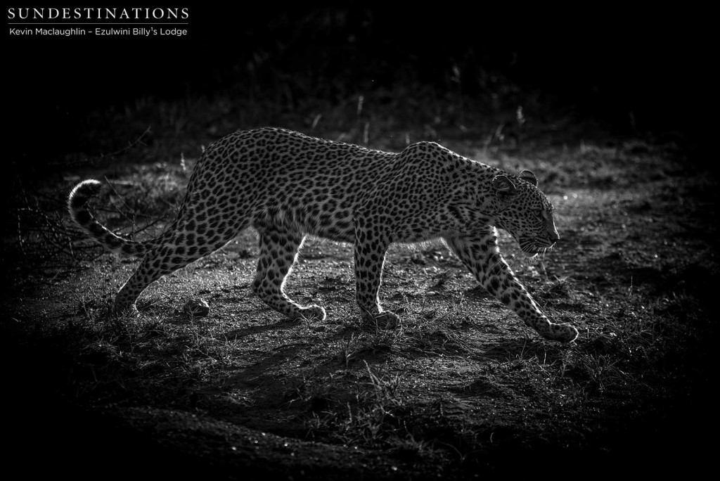Long strides take this leopardess quickly through the open terrain before she gets comfortably lost in the the tangle of summer vegetation