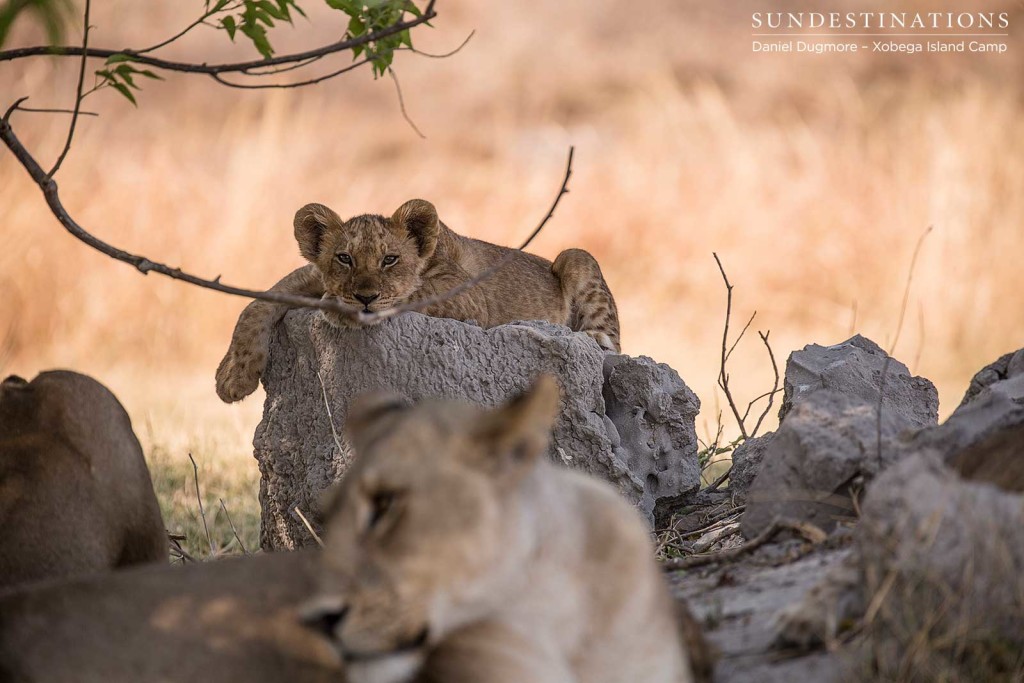 A young lion lazes comfortably on what might be compared to a throne in this region of Moremi Game Reserve