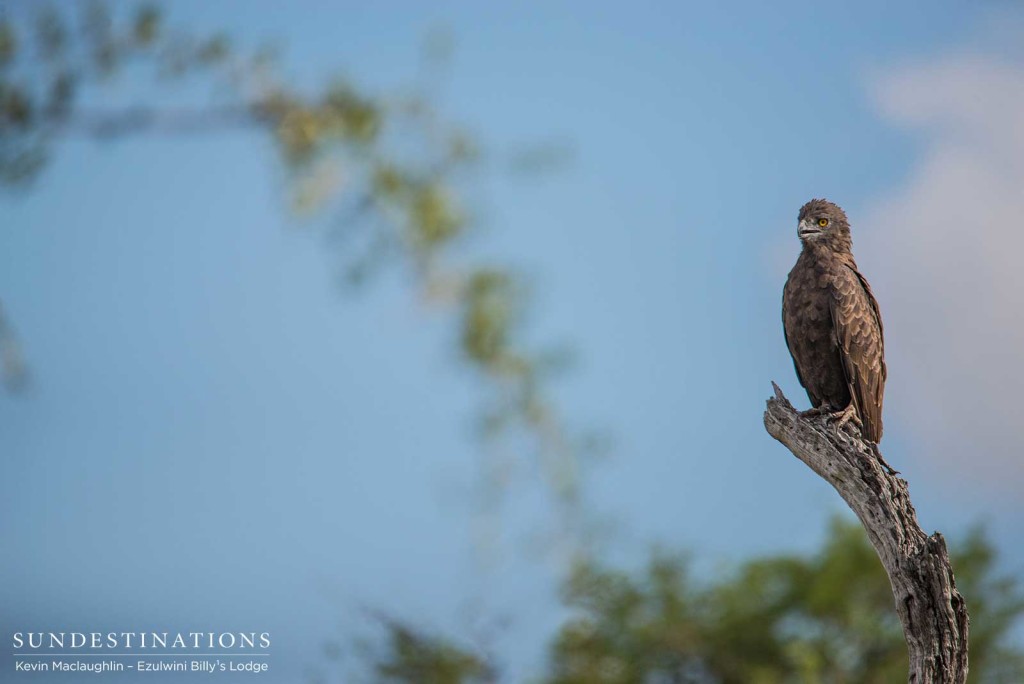 A brown snake eagle pauses mid-preen to send a golden-eyed glare in our direction