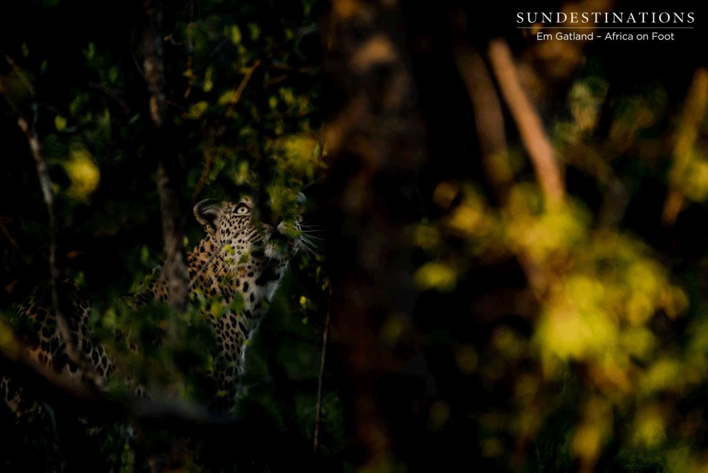 A leopard assesses the tree she is about to climb as we watch her through the golden foliage