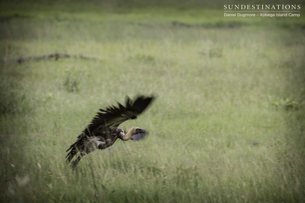 A white-backed vulture takes off in a blur of feathers from the Moremi 's grassy plains