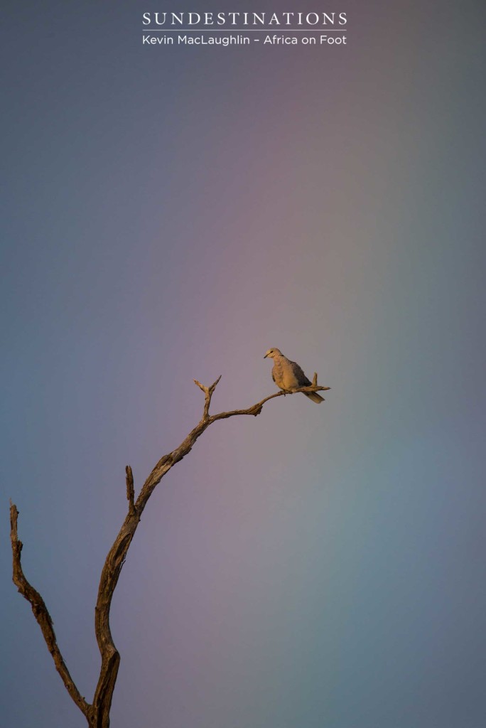 A Cape turtle dove caught in the colourful rays of a rainbow, making for a unique and extraordinary capture of this common bushveld resident