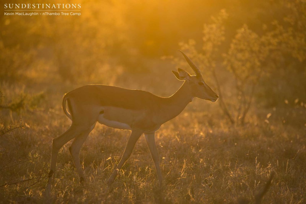 Impala ram smothered in the golden glow of the early morning