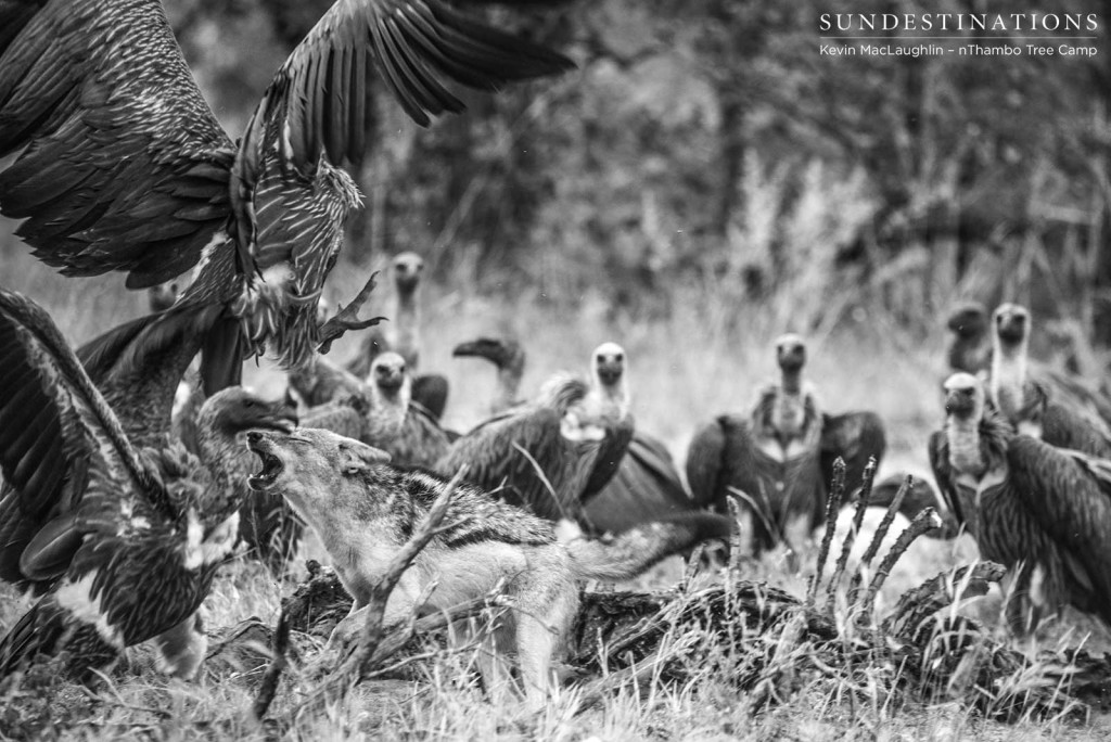 A frenzy ensues at the location of a zebra carcass and a black-backed jackal commands respect as it charges at the gathering vultures