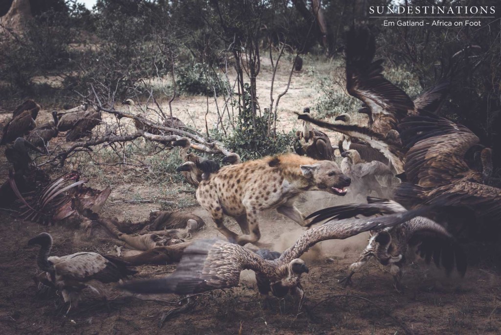 Hyenas and vultures take over lion kill