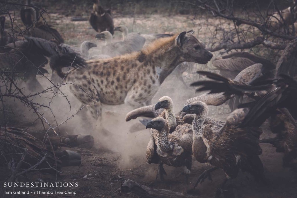 Hyenas charge in, fighting with the vultures to get a share of the carcass