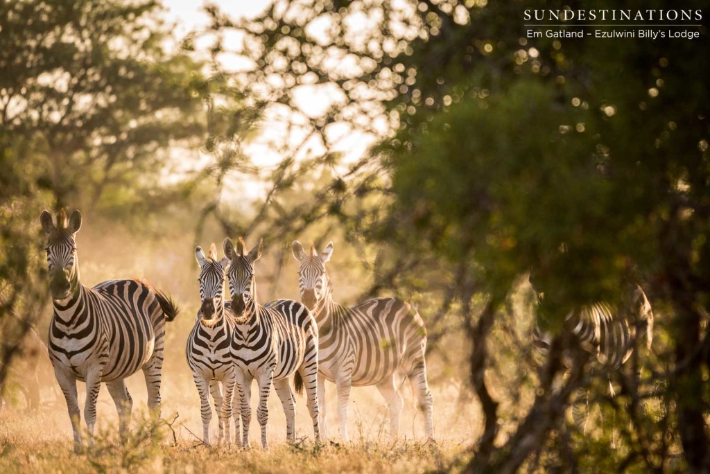 A herd of zebra absorb the morning sunshine in a huddle of stripy pyjamas