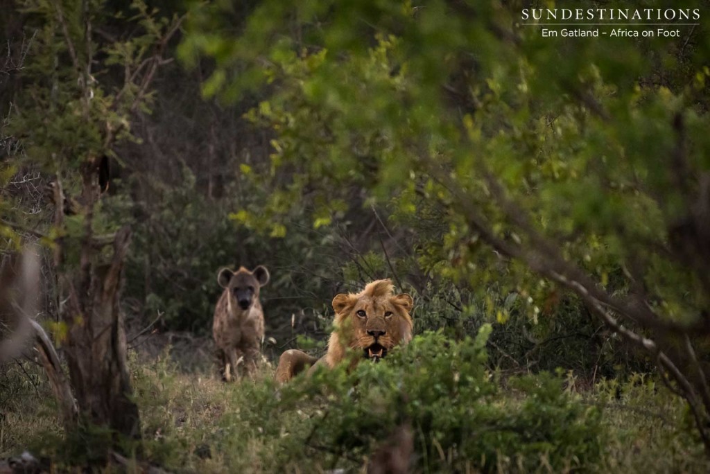 Hyenas lurk in the background, pressuring the lions to give up their kill