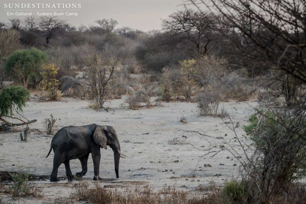 A lone elephant crosses the open area in front of Tuskers Bush Camp